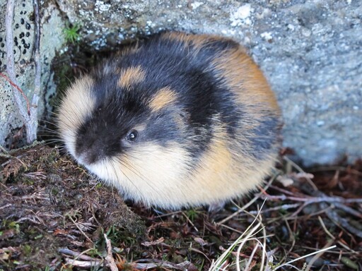 A very round rodent with the color pattern of a calico cat!